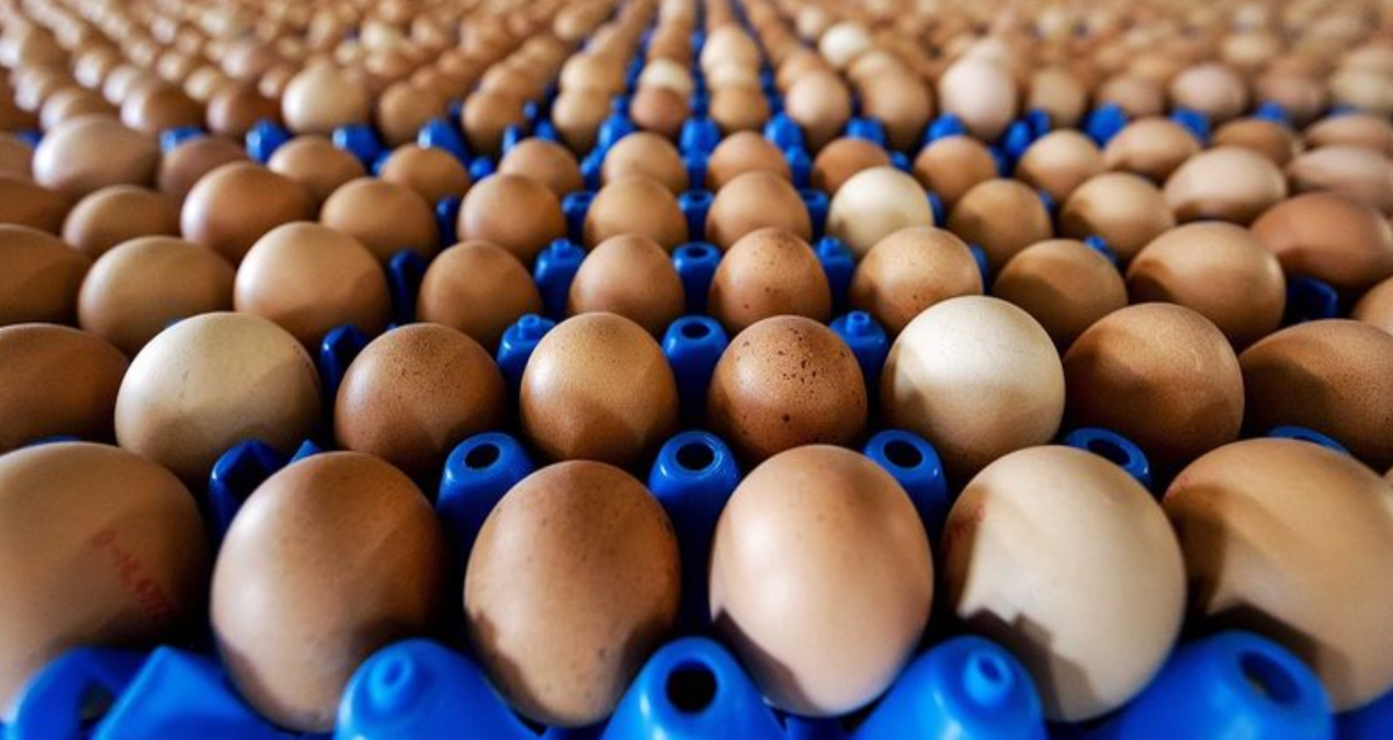 ABD’deki kuş gribi krizi Türkiye’nin yumurta ihracatını yüzde 406 arttırdı