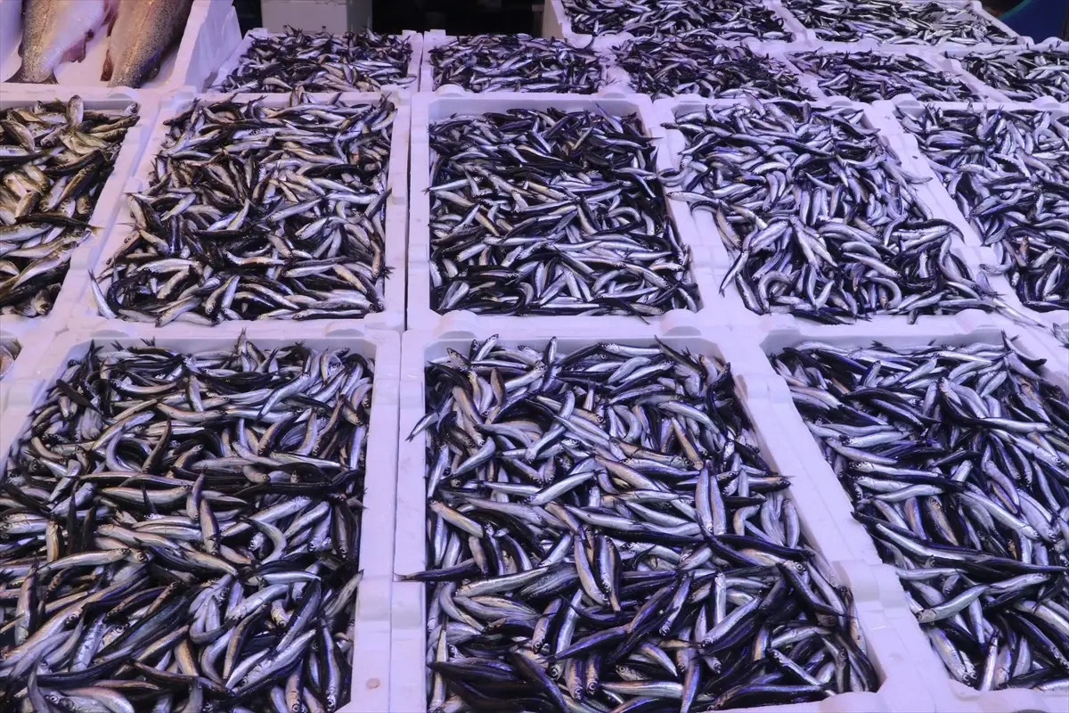 Rize’de Hamsinin Fiyatı 100 Lira