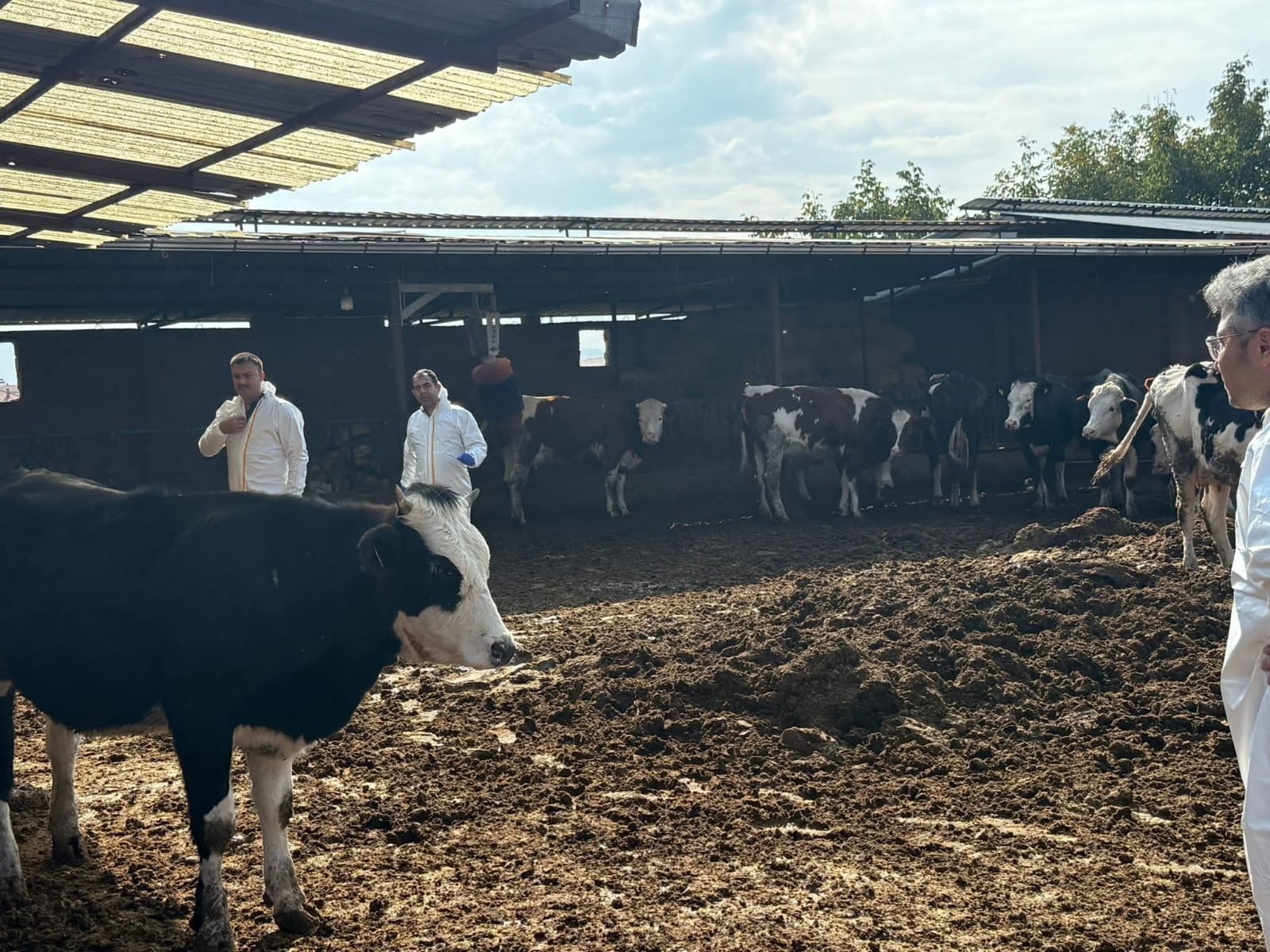 Denizli’de şap hastalığına karşı tedbirler arttırıldı