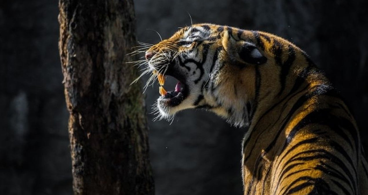 Dünyada kaplan kaçakçılığı arttı; sayı ayda ortalama 9’u buldu