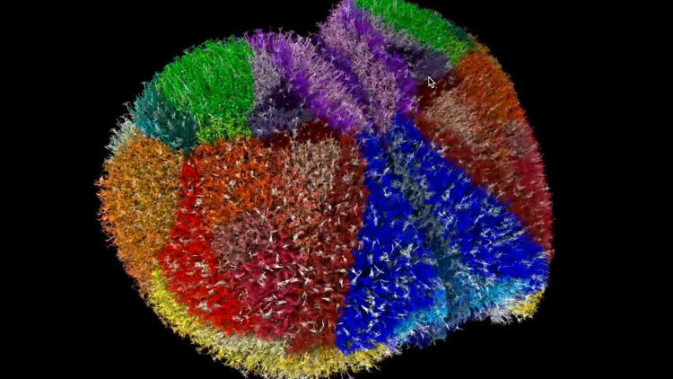 En büyük ve gerçekçi “sanal” fare beyni oluşturuldu