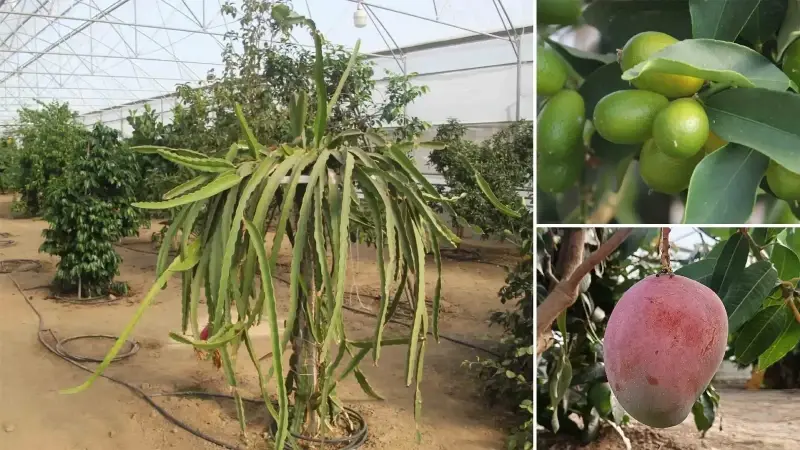 herkes karadenizde yetismez diyordu bu yontemle tam 16 tropikal meyve yetistiriyorlar akdeniz iklimini karadenize tasiyoruz ORpjY4ry.webp