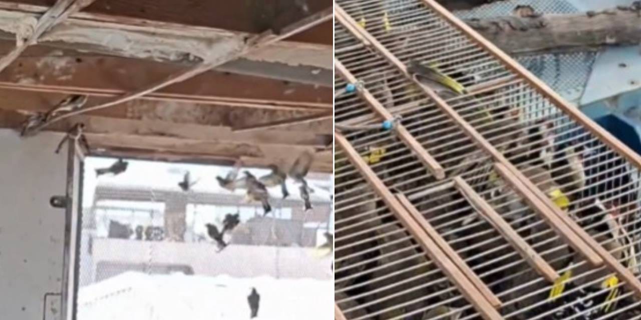 Kuş kaçakçılarına yüz binlerce liralık ceza