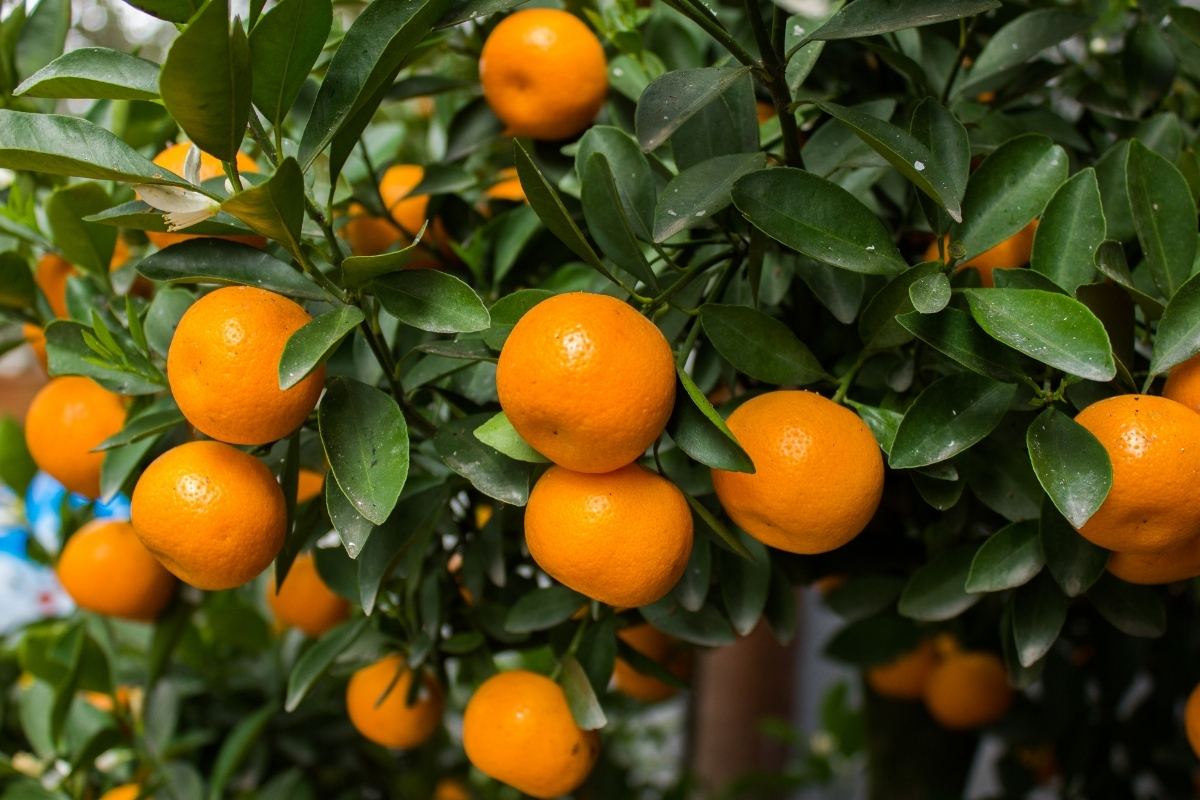 Türkiye’nin 10 aylık mandalina ihracatı 375 milyon dolara yükseldi