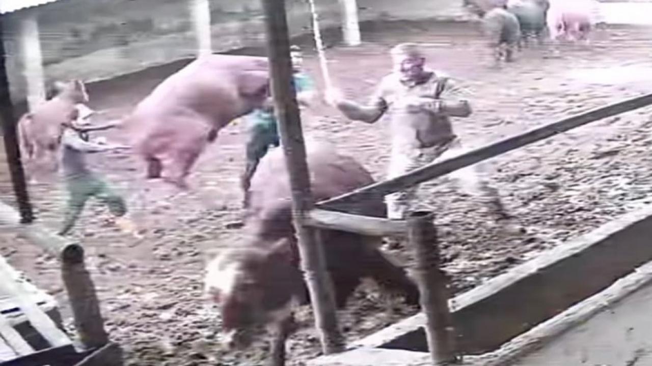 Amasya’da üzerine boğa zıplayan besici kendisini yerde buldu