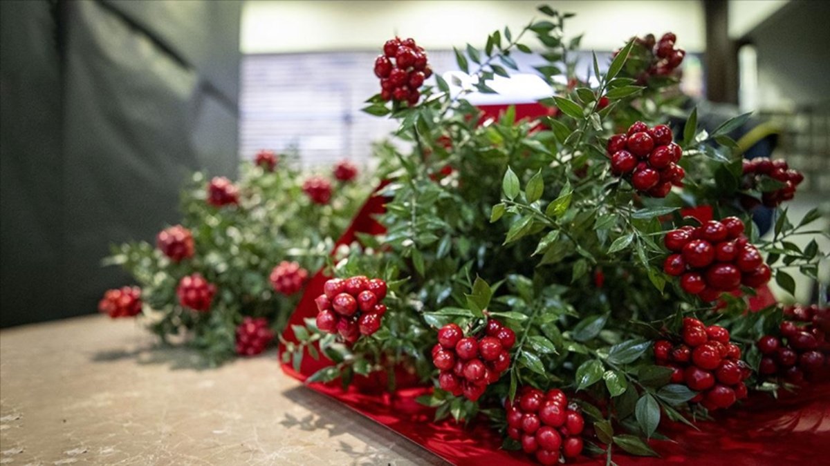 Herkes “kokina” diye biliyor; Gerçek adı duyanları şaşırtıyor…