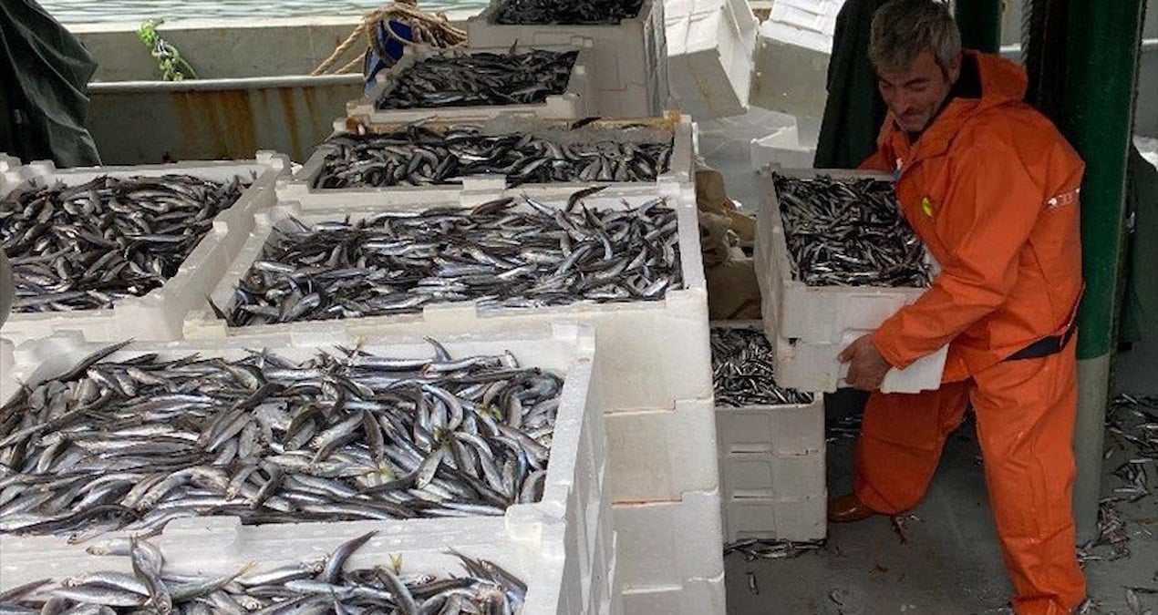 İhracat rakamları yükseldi: Avrupa ülkeleri o balığı almak için sıraya girdi