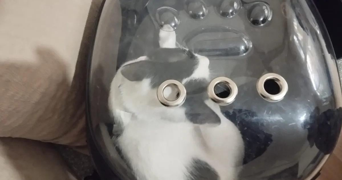 Kayseri Büyükşehir ‘Tofu’yu kurtardı