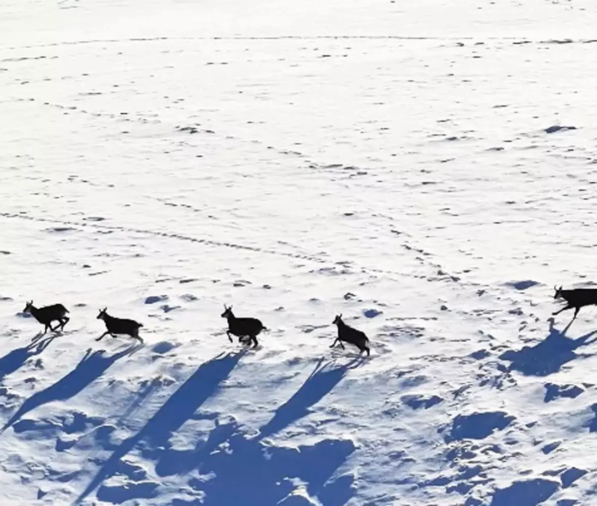 Munzur Dağları’nda çengel boynuzlu dağ keçileri dronla görüntülendi