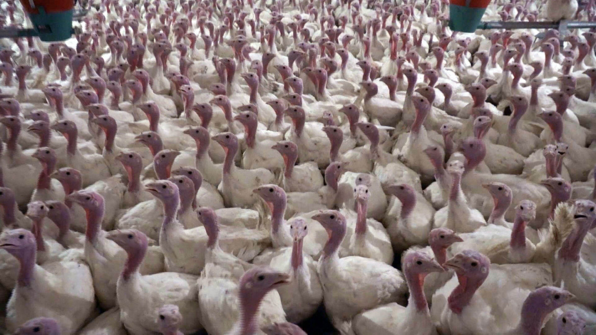 Yılbaşı hindileri satışa çıktı: Kilosu 800 liradan başlıyor