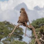 Babun Çalışması, Kronik Stresin Ömrü Nasıl Kısalttığını Gösteriyor